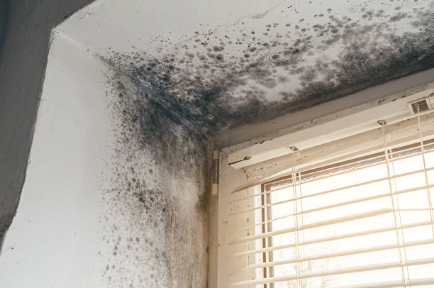 Affordable Basement Mold Remediation solutions in Midland, NC